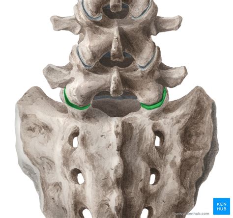 Lumbosacral Joint Anatomy Ligaments And Movements Kenhub The Best