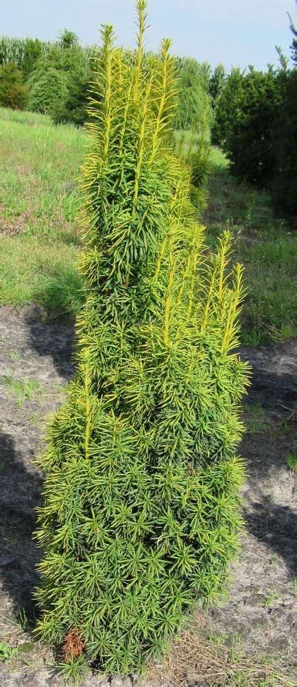 Klassische gelbe Säuleneibe 90 100cm hoch Taxus baccata fastigiata