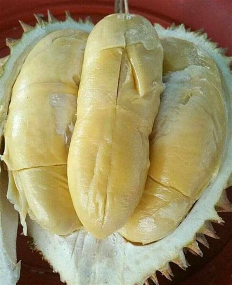 Durian Montong Palu 3Kg Lazada Indonesia