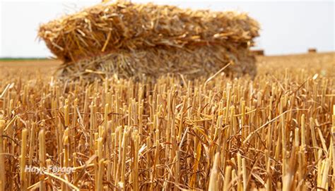 Wheat Straw Fertilizer Value Has Soared Hay And Forage Magazine