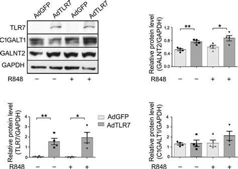 Jci Insight Tlr In B Cells Promotes Renal Inflammation And Gd Iga