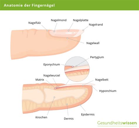 Fingernägel sind ein wichtiger Indikator dafür ob es Ihnen gut geht