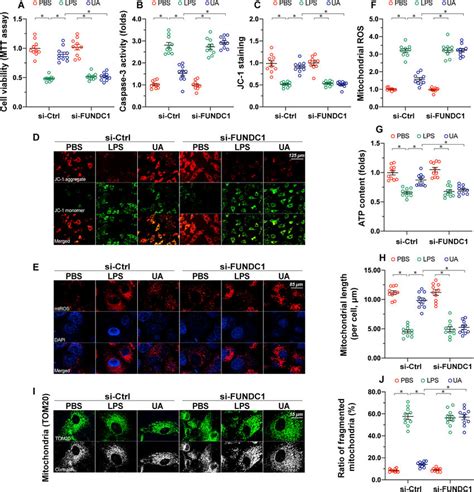 Loss of FUNDC1-associated mitophagy promotes cardiomyocyte death and ... 