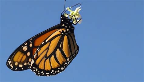 Premium AI Image Monarch Butterfly Released