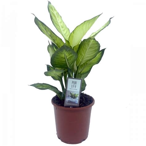 Dieffenbachia Summer Style Topf 17 cm Ø Germigarden