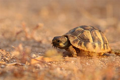 Cosa Mangiano Le Tartarughe Di Terra Consigli Momentocasa