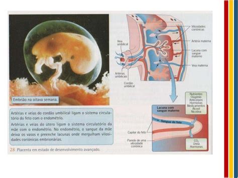 Fecundação Desenvolvimento Embrionário E Parto Ppt