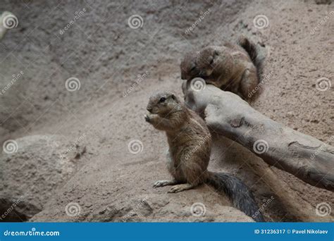 Gopher Stock Image Image Of Habitat Wildlife Sentosa 31236317