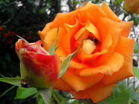 Kostenlose Bild orange Rosen Knospe Blume Insekt Bestäubung Pollen