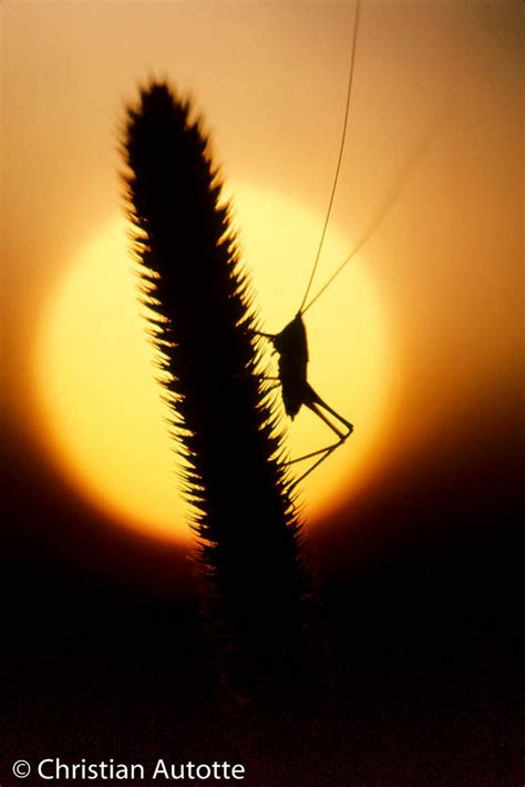 LE SOLEIL EN MACRO