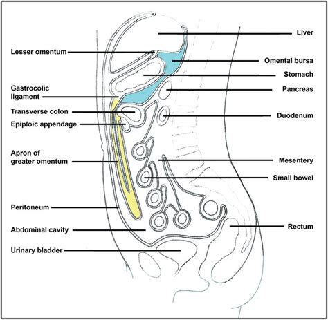 Diagram Showing Peritoneal Reflections And Topographical Relations Of Download Scientific