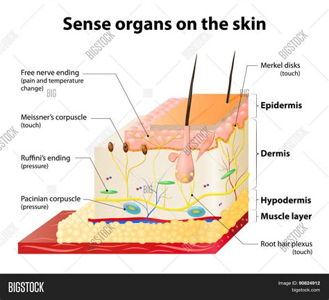 Cutaneous Receptors Vector & Photo (Free Trial) | Bigstock