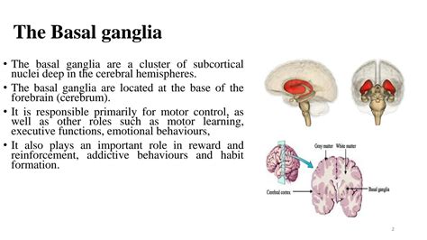 Solution Basal Ganglia Studypool