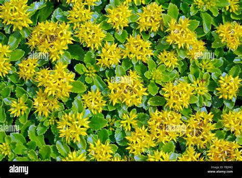 Hybrid Stonecrop Sedum Hybridum Yellow Blossoms Cultivated Plant