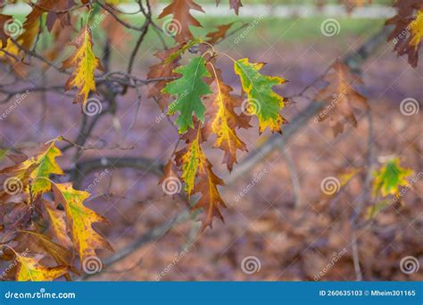 Close Up of Leaves in Autumn Stock Image - Image of forest, plant ...