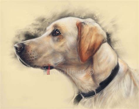 Labrador Retriever Drawing At Getdrawings Free Download