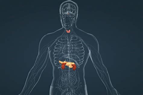 Disruptores endocrinos qué son lista y ejemplos 2025