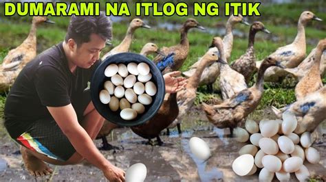 Pamumulot Ng Itlog Ng Itik Part2 Dumarami Na Itlog G Itik Nakakatuwa