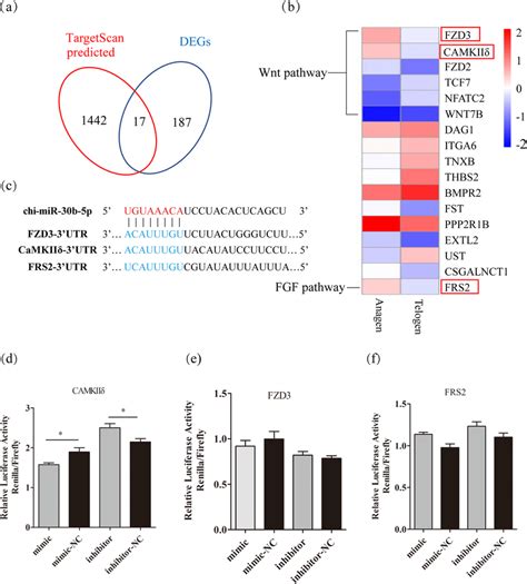 Chi miR 30b 5p directly targets CaMKIIδ gene a A Venn diagram