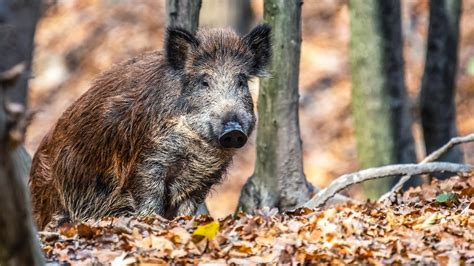 Schweinepest Pr Vention Land Will J Gern Kein Geld Mehr Zahlen Ndr