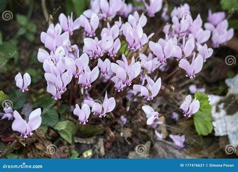 Cyclamen Hederifolium Pink Flowers Stock Image Image Of Flower