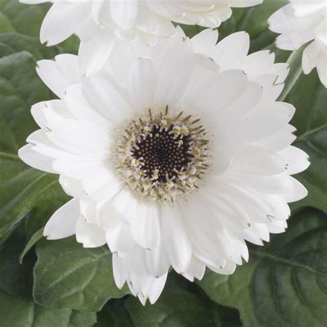 Monrovia Multicolor Gerbera Daisy In 1 Quart Pot In The Annuals