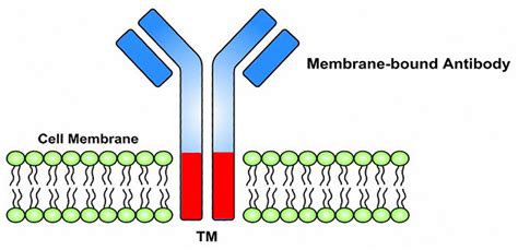 RGBiotech Mammalian Cell Surface Display