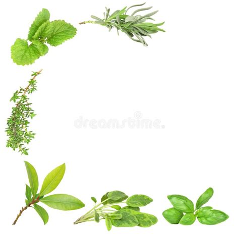 Herb Leaf Circle stock photo. Image of green, alternative - 7770182