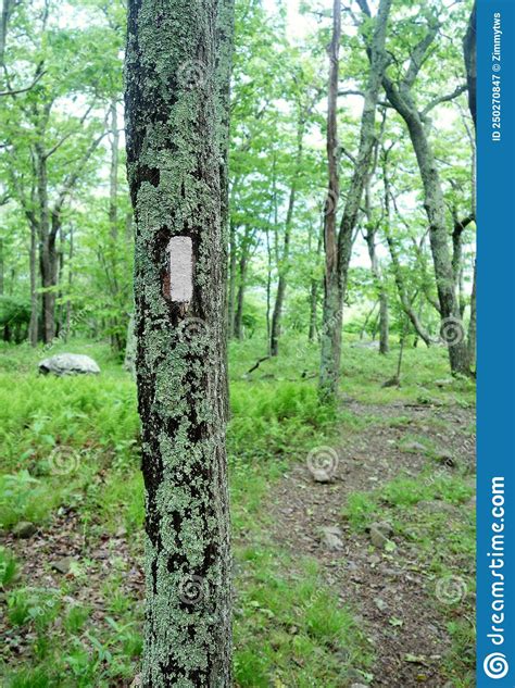 A White Blaze Trail Marker On A Tree Along The Appalachian Trail In The