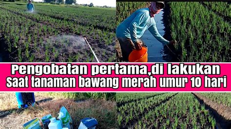 Pengobatan Awal Di Lakukan Saat Tanaman Bawang Merah Berumur 10 Hari