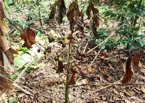 A coffee plant under heat and water stress_Cultivar Peru (1) - Fresh Cup