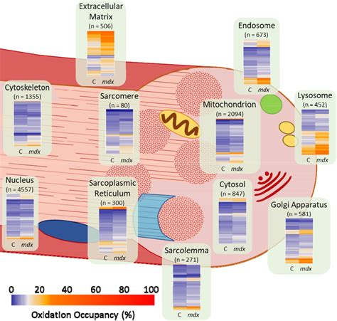 A Deep Redox Proteome Profiling Workflow And Its Application To