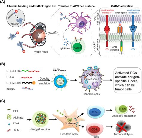 Progress In Nanoparticle Based Regulation Of Immune Cells