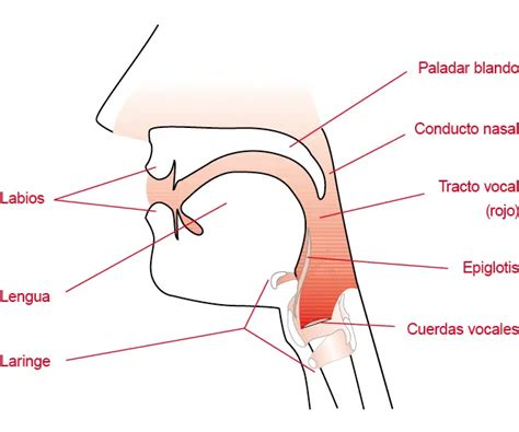 Cuáles son las tres bases para la técnica vocal Haras Dadinco