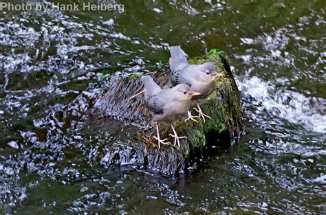 American Dipper East Cascades Audubon Society