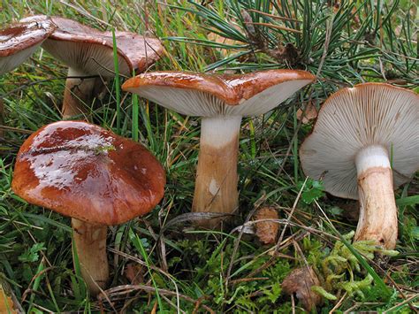 Світ грибів України » Tricholoma batschii, Рядовка Батча, Рядовка надламана