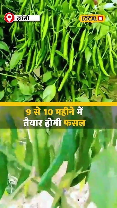 Chilli Farming Tips मिर्च की इन किस्मों से किसानों को मिलेगा बंपर मुनाफा Local18shorts Youtube