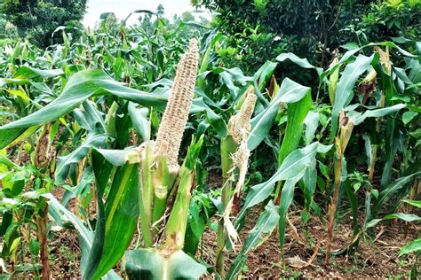 Hama Tikus Serang Lahan Pertanian Di Sumenep Penyebabnya