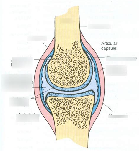 Generic Synovial Joint Labeling Diagram Quizlet