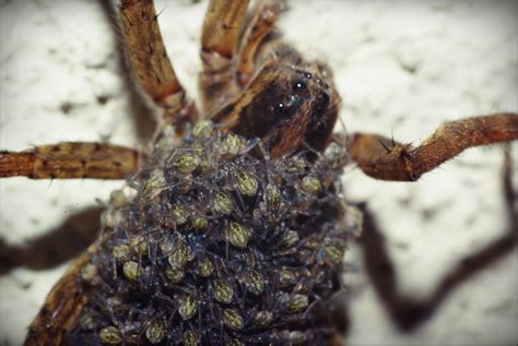 Babies + Spider - Pentax User Photo Gallery