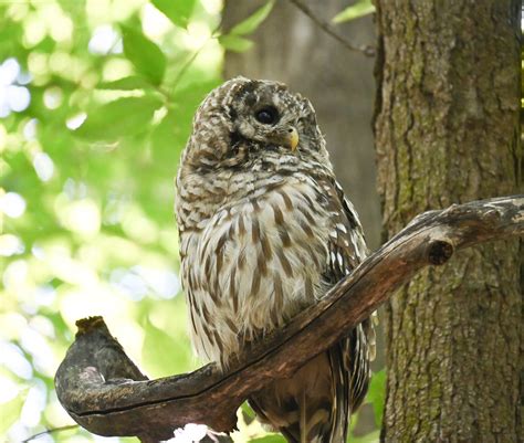 Owl DSC 6155 Edited Edited A Barred Owl Strix Varia Chou Flickr