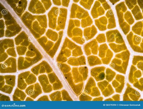 Plant Cells Under Microscope Stock Photo Cartoondealer