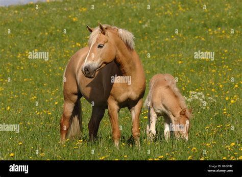 Haflinger Horse Avelignese Foal Breed Standards Pasture Willow Stock