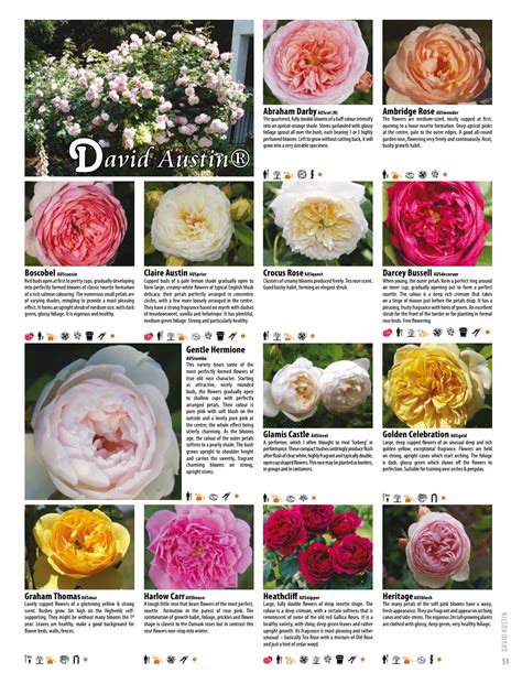 2017 18 Ludwigs Roses Catalogue By Anja Taschner Issuu