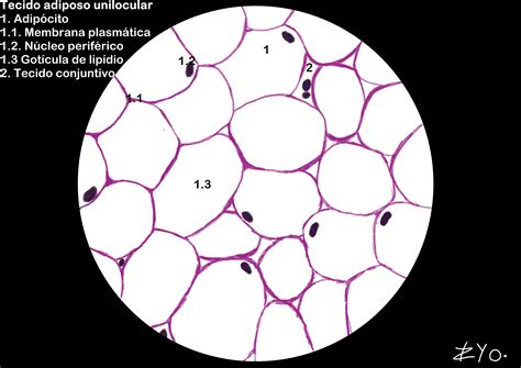 Tecido Adiposo Unilocular - Laminas De Tecido Conjuntivo Adiposo Tecido Adiposo
