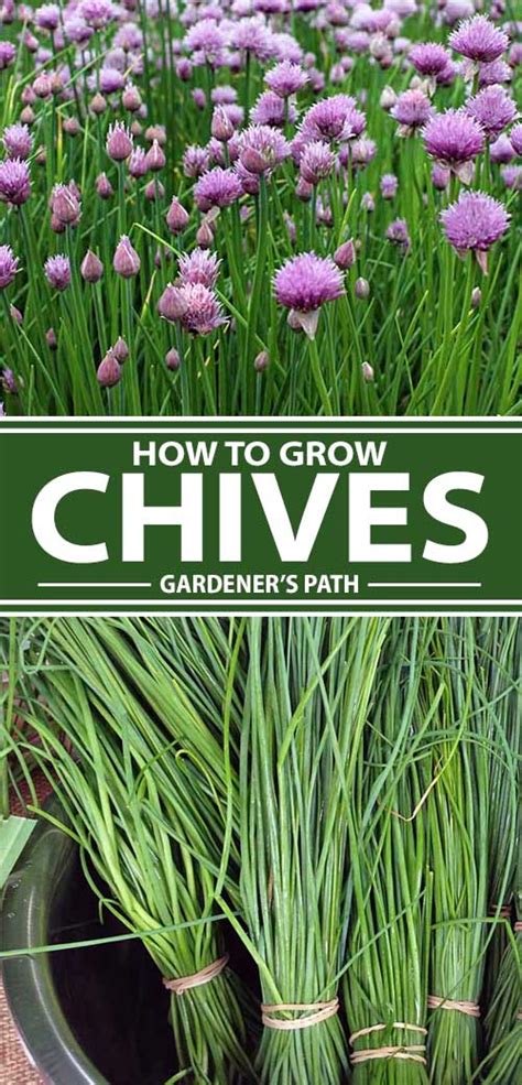 How To Grow Chives In The Herb Garden Gardeners Path