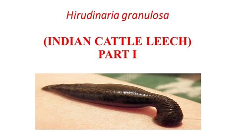 Indian Cattle Leech Part I By Balram Sain Youtube