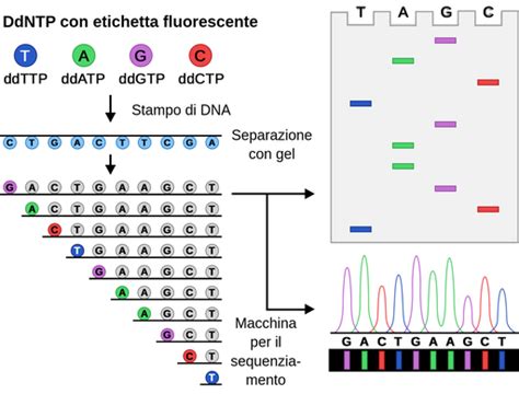 Sequenziamento Del Dna Labster