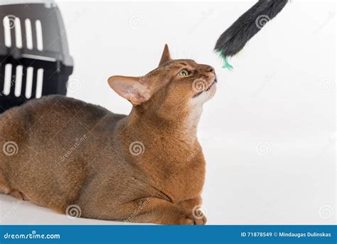 Gato E Caixa Abyssinian Curiosos Vista Acima Ao Brinquedo Isolado No