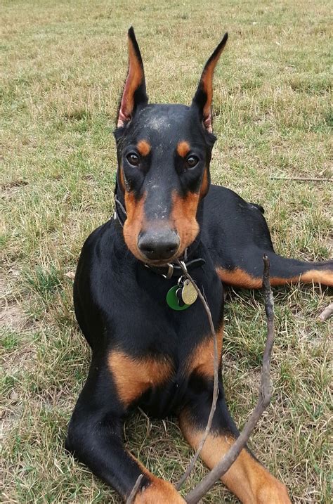 Goofy 5 Month Old Doberman Puppy Doberman Doberman Pinscher